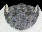 Bargain, Hollardops Trilobite - Visible Eye Facets #68612-1